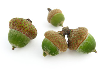Acorn