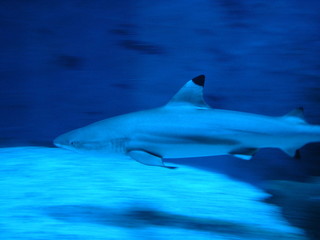 Fototapeta premium Hai