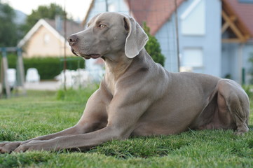 Search Photos Braque