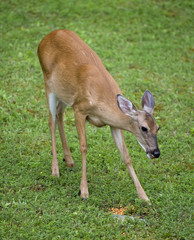 doe