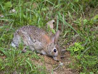 sniffing rabbit