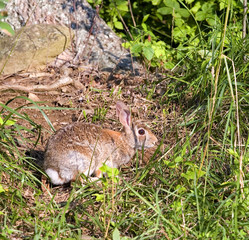 wild rabbit