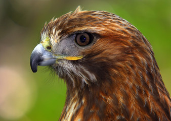 Red-tailed hawk
