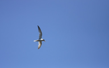 Obraz premium コアジサシ