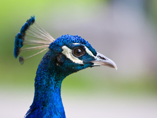 Peacock head closeup