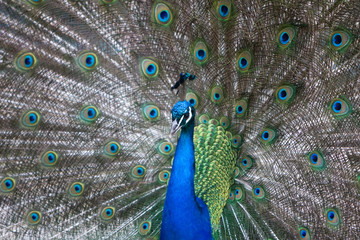 Obraz premium Peacock spreading tail feather