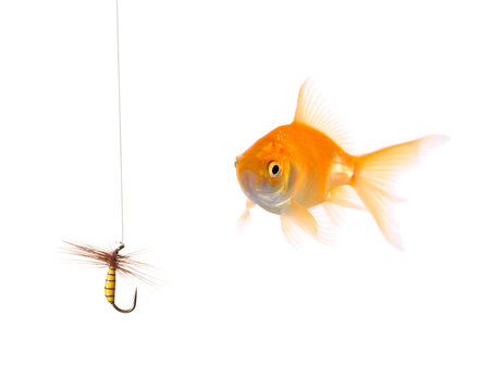 Golden fish and a fishing bait isolated on white