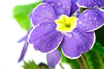 Obraz premium Primelblüte