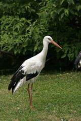 Fototapeta premium Stork going round the meadow