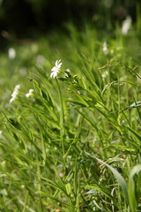 Sternmiere in der Wiese