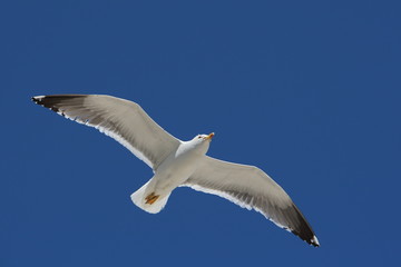 goéland dans le ciel bleu