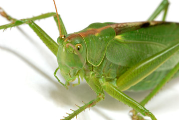 Grashüpfer