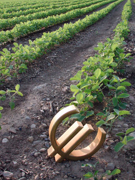 Simbolo dell euro nel campo di soia