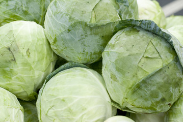 Green Cabbage