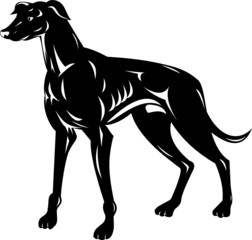 Greyhound