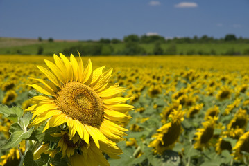 Fototapeta premium Sunflower