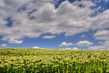 Tobacco field