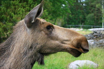 Fototapeta premium elch