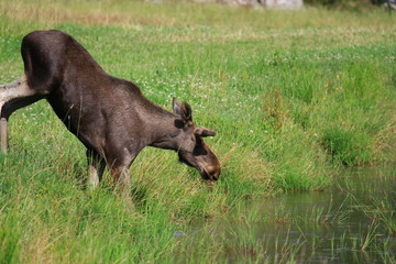 Fototapeta premium Elch im Wasser