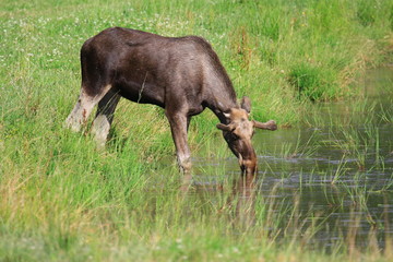 Elch im Wasser