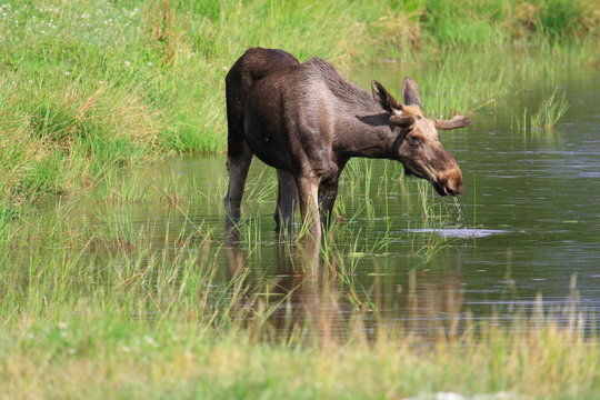 Elch im Wasser