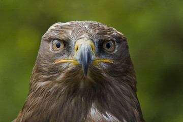 Steppenadler