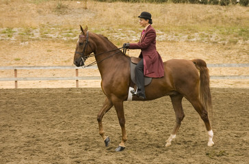 Saddlebred horse