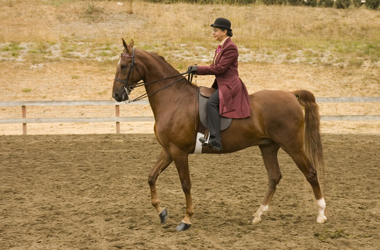 Saddlebred horse