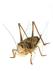 locust