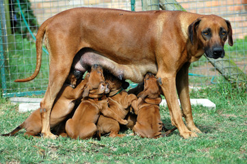 Dog with puppies