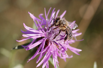 Abeille butinant
