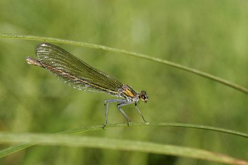 Libellule posée