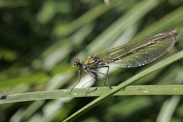 Libellule posée sur une herbe