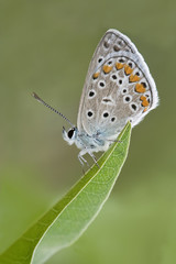 Obraz na płótnie Canvas Common Blue Butterfly