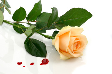 bloody rose