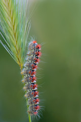 Caterpillar Going Up