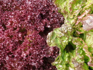 red and green lettuce