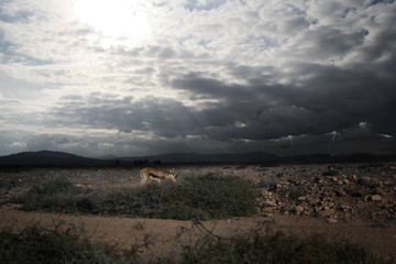 Naklejka premium Savana's storm