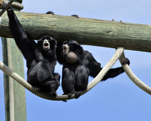 Howler Monkeys Howling