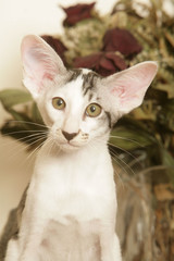 portrait d'un bombay blanc et gris