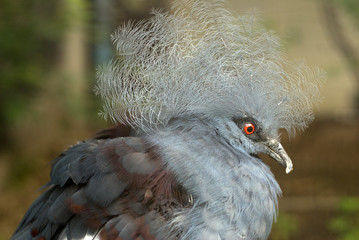 Victoria Crowned Pigeon