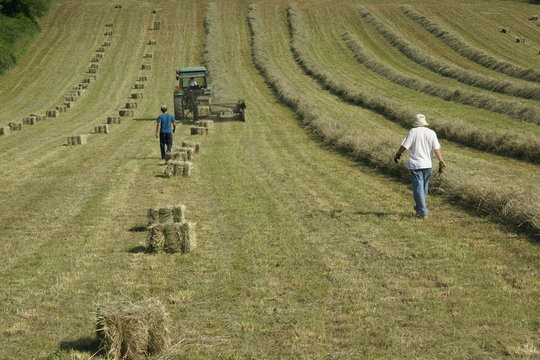 moisson