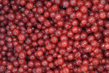 Rote Johannisbeeren (ribes rubrum)