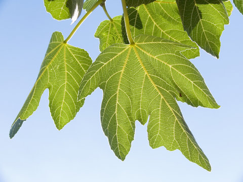 leaves of fig isolated on background