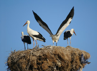 Storks