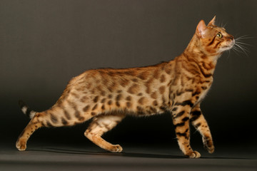 chat bengal de profil © CALLALLOO CANDCY