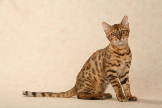 chat bengal au regard persant