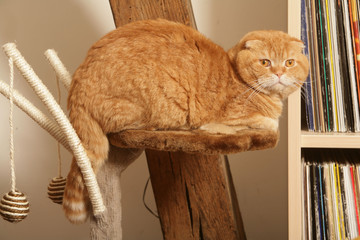 chat scottish fold sur perchoir