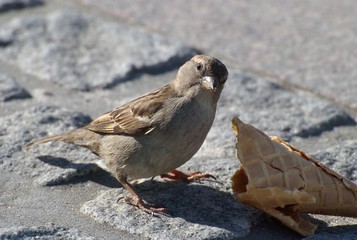 Der Spatz und seine Eistüte