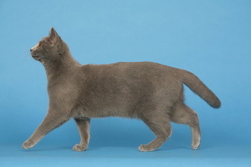 chartreux © CALLALLOO CANDCY